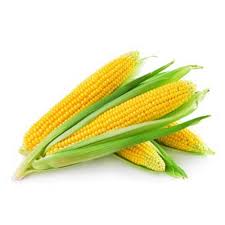 Кукурудза Україна шт