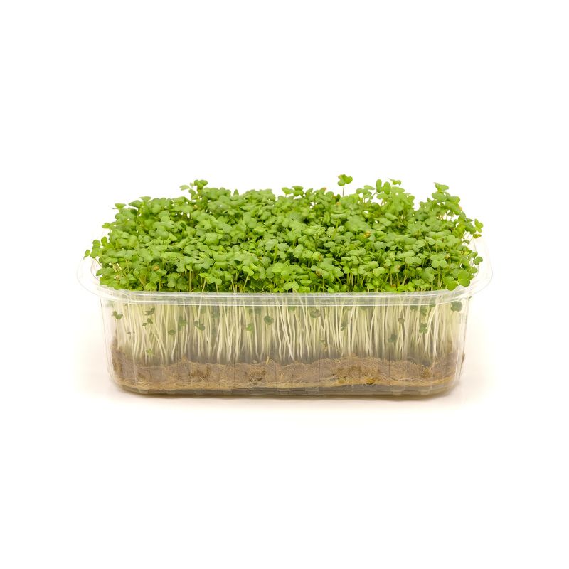 Мікрозелень VitaminsGreens Гірчиця лоток